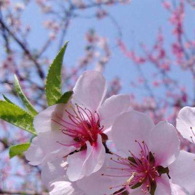 澳门威斯尼斯WNS888入口app下载